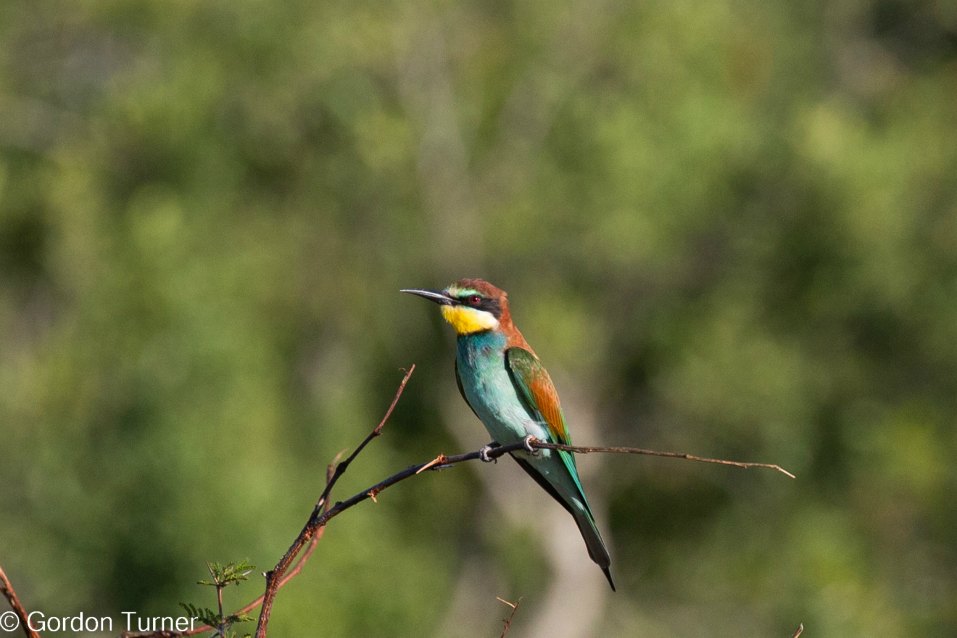 <h2>The Best of South Africa Escorted 2023</h2> 14 Nights | 6 Rounds | March 11 - 25